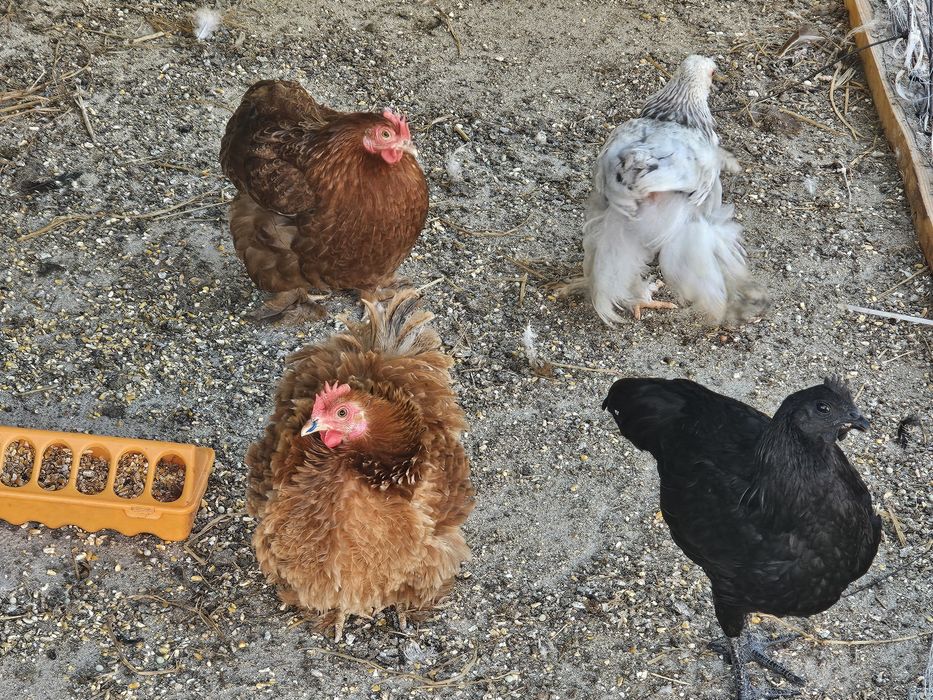 Galinhas patos e gansos