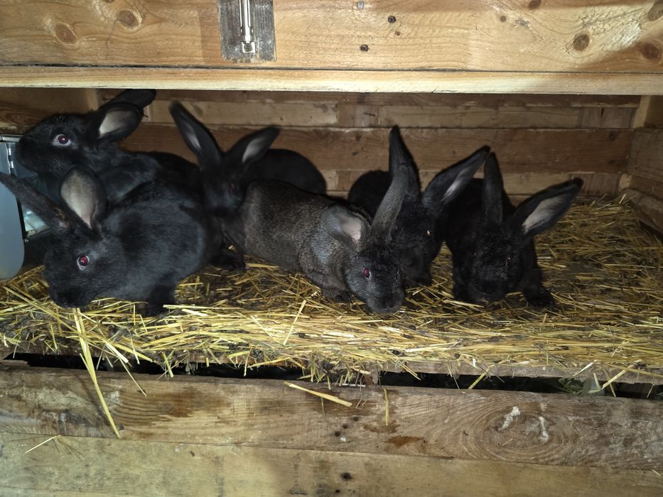 Кролики ціна за Шт