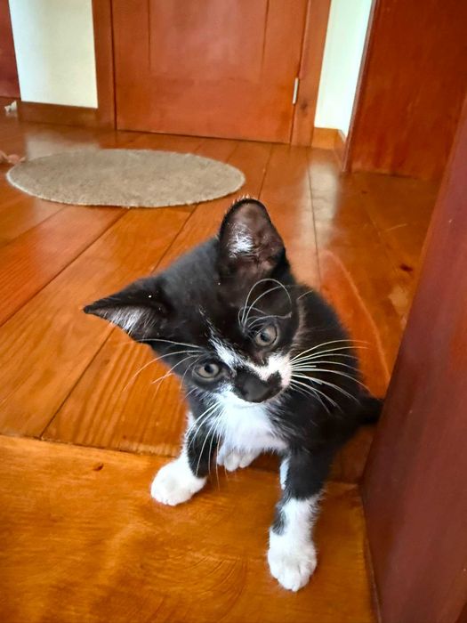 gatos bonitos e meiguinhos para dar