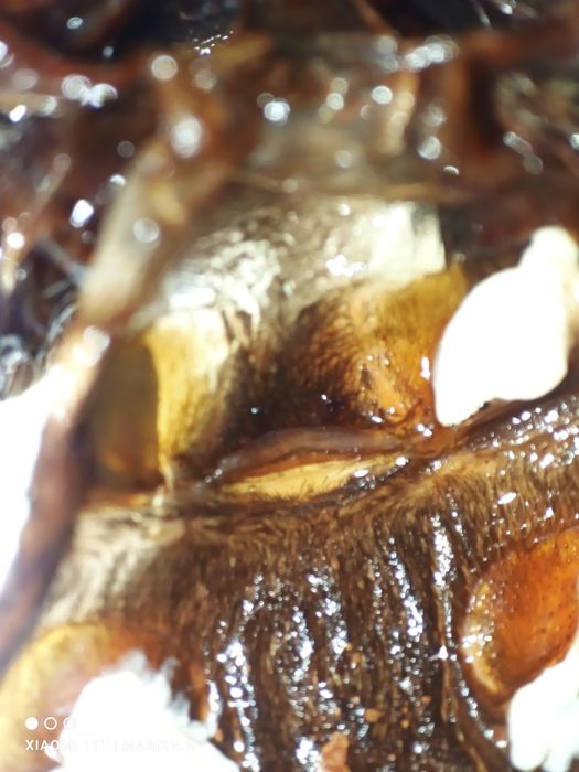 Chromatopelma cyanopubescens