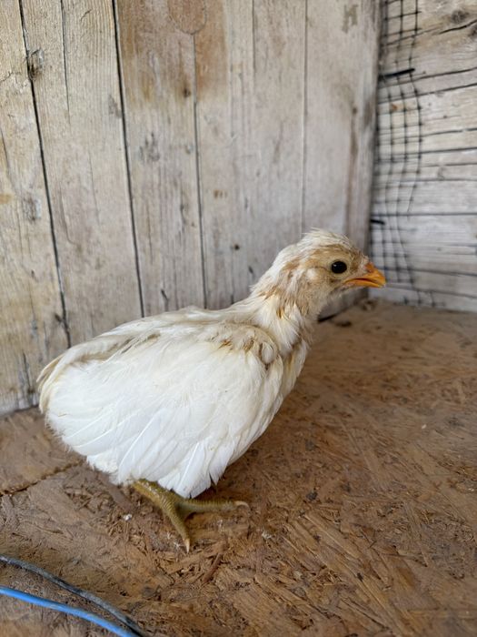 Pintos Marans e Araucana