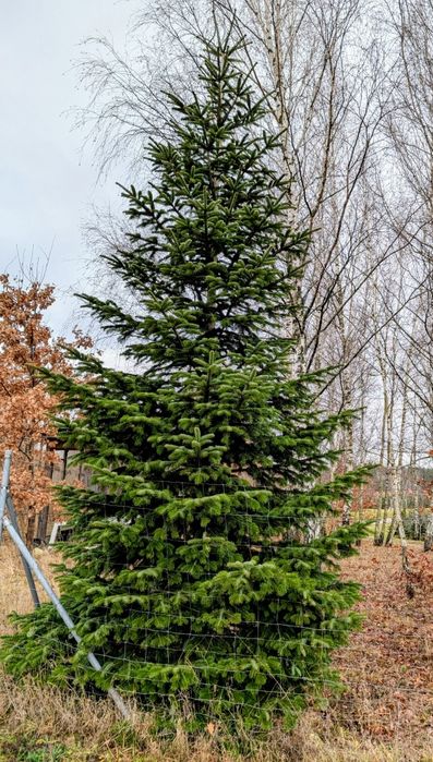 Jodła, świerk 5-6 metrów