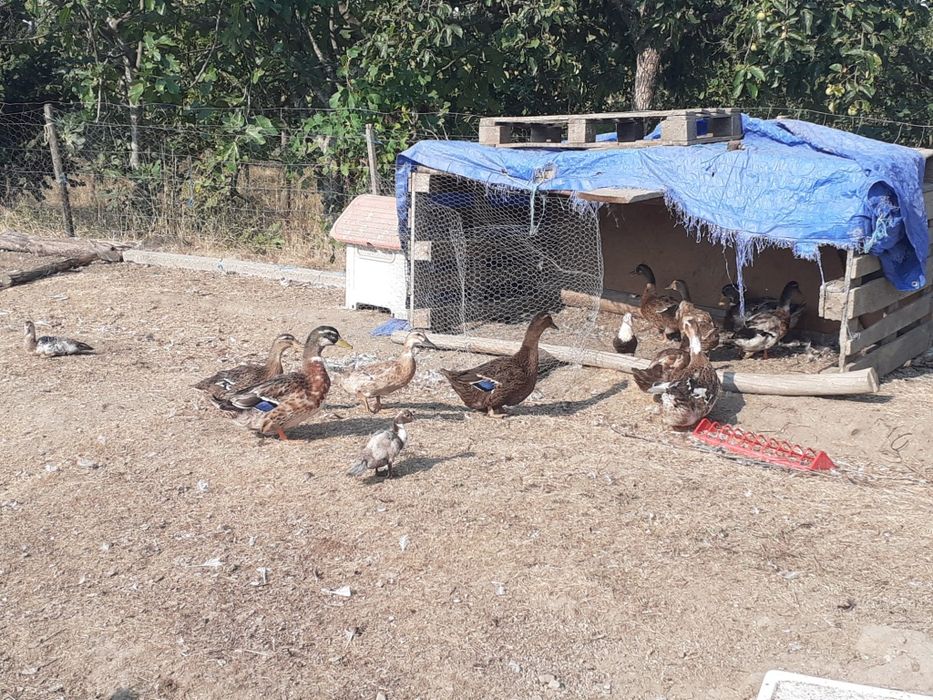 patos rouen adultos 35€ casal