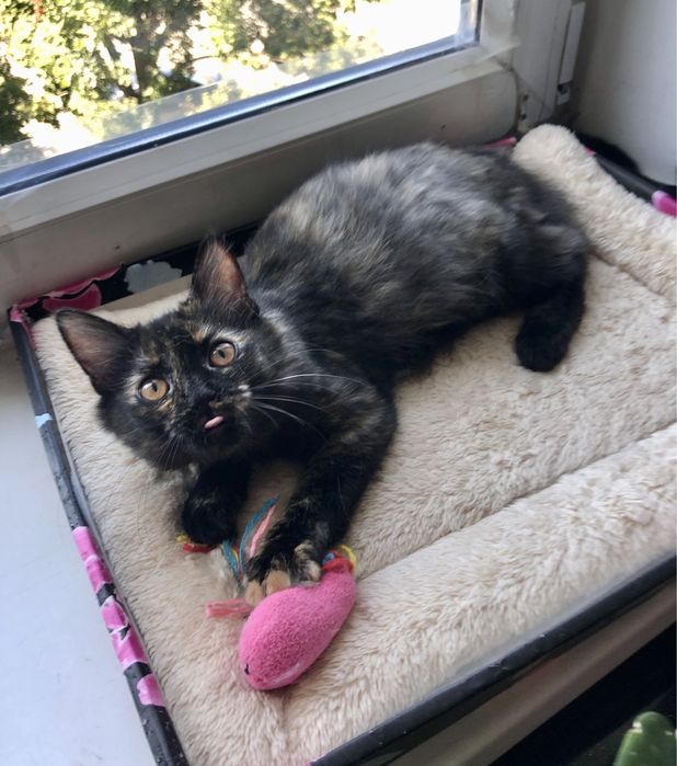 Пепсі шукає родину!