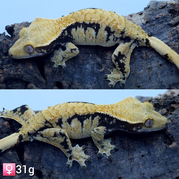 10. Gekon orzęsiony samica extreme Harlequin