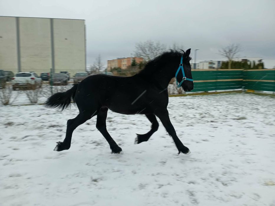 Sprzedam ogierka fryzyjskiego