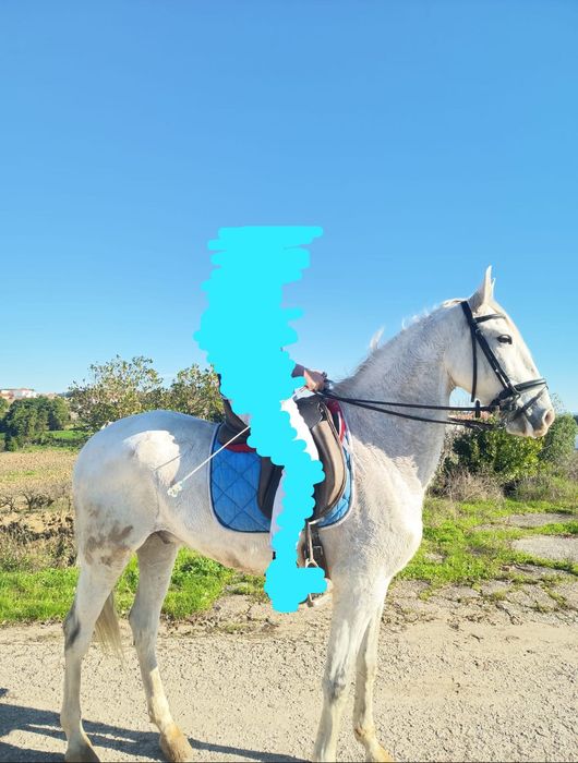 Cavalo Puro Sangue Lusitano