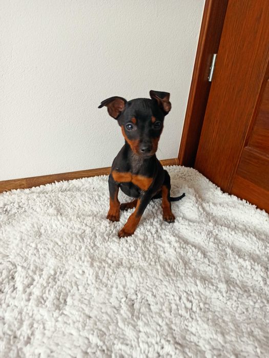 PINCZER piesek miniaturowy ratlerek  szczenię