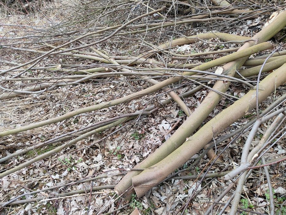 Oddam chrust, gałęzie