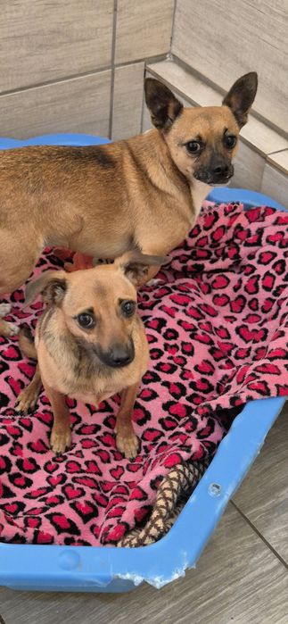 Dwa mikruski okolo 2 lata