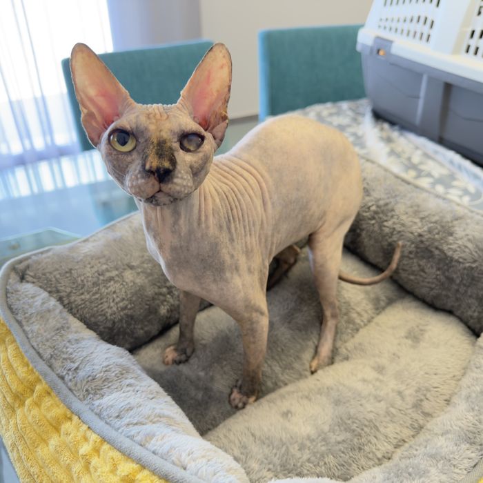 Gatinha Sphynx com um ano e meio