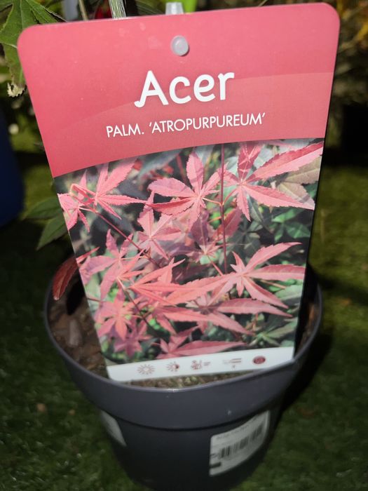 Variedades de acers palmatum