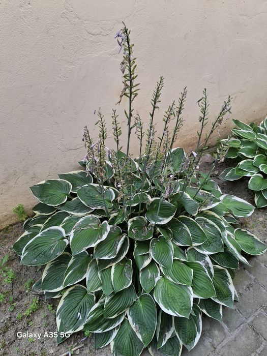 Hosta Funkia sadzonka