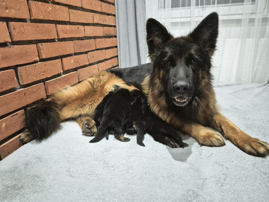 Owczarek NIemiecki Długowłosy