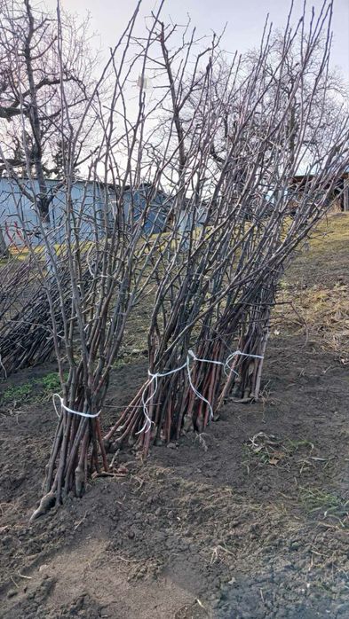 Саджанці яблуні.