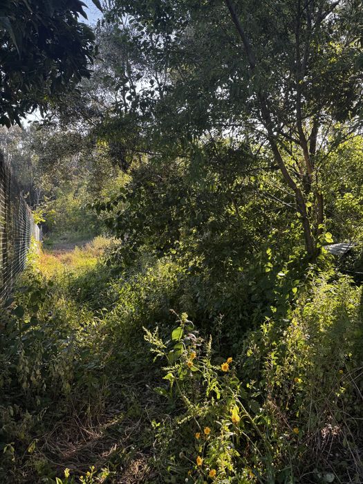 Seviços de corte de lenha e limpeza de terrenos  -Zona de Leiria