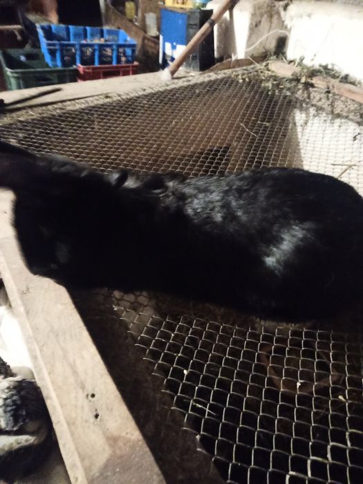 Królik olbrzym belgijski czarny samica