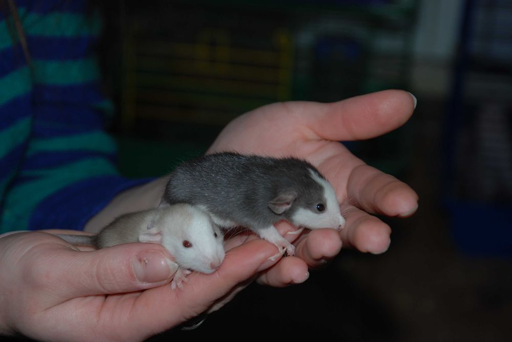 Щуренятка щурики, домашня декоративна криска дамбо та укомплект клітки