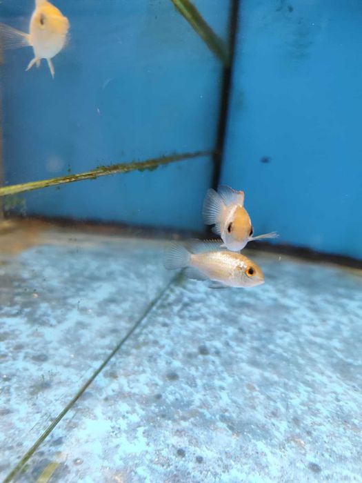 ciclideos americanos 4-6cm ler descrição