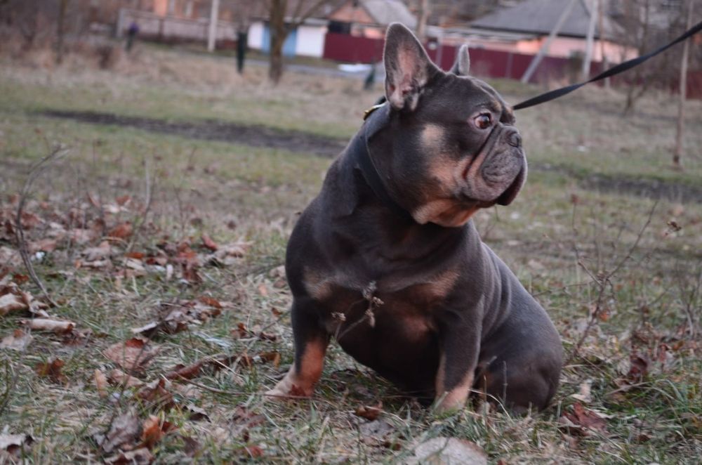 Французский бульдог.Вязка.Голубой тан