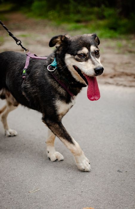 Cross kochany psiak czeka na miłość