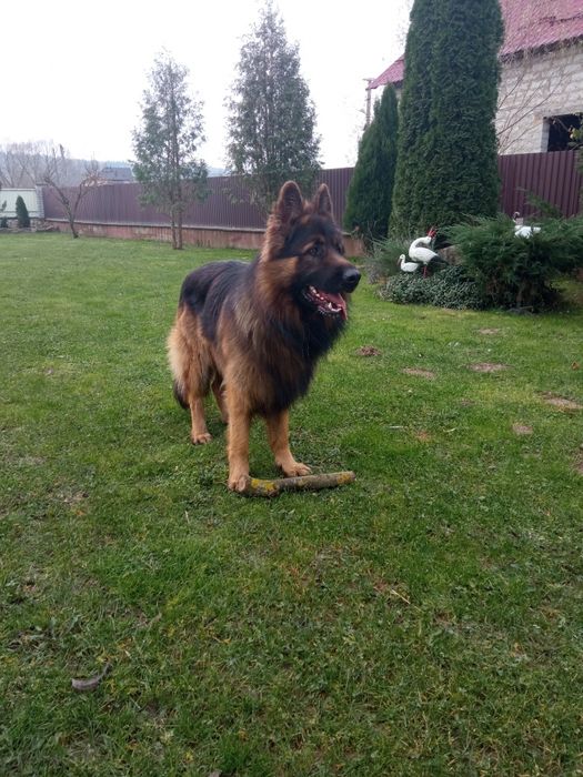 В'язка німецької вівчарки.