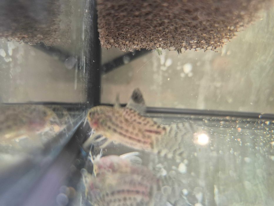 Kirys Julii - nakrapiany ( Corydoras Julii )