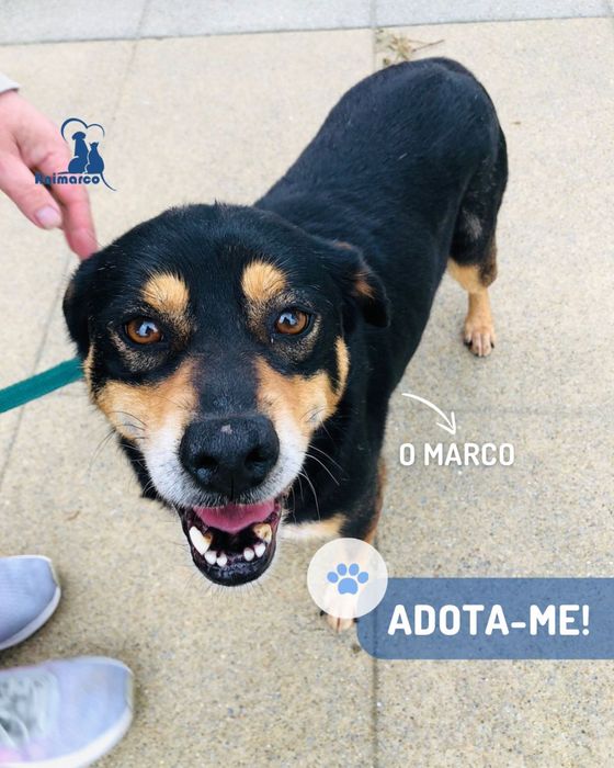 Marco cão de porte medio grande