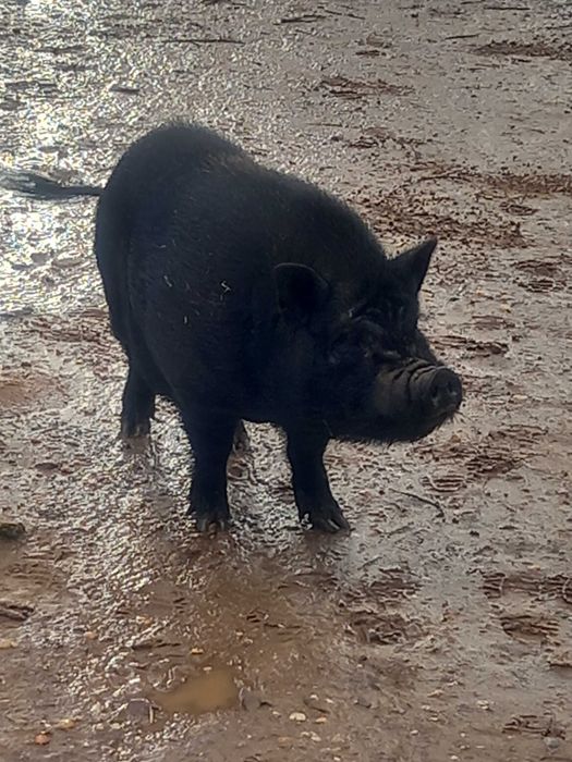porco vietnamita ,      Menino de 1 ano de idade