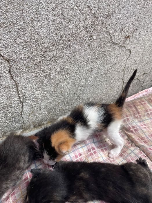 Gatinhas procuram novo lar