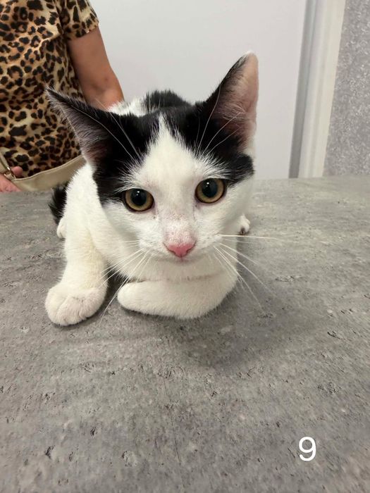 Kocia rodzinka poleca się do adopcji