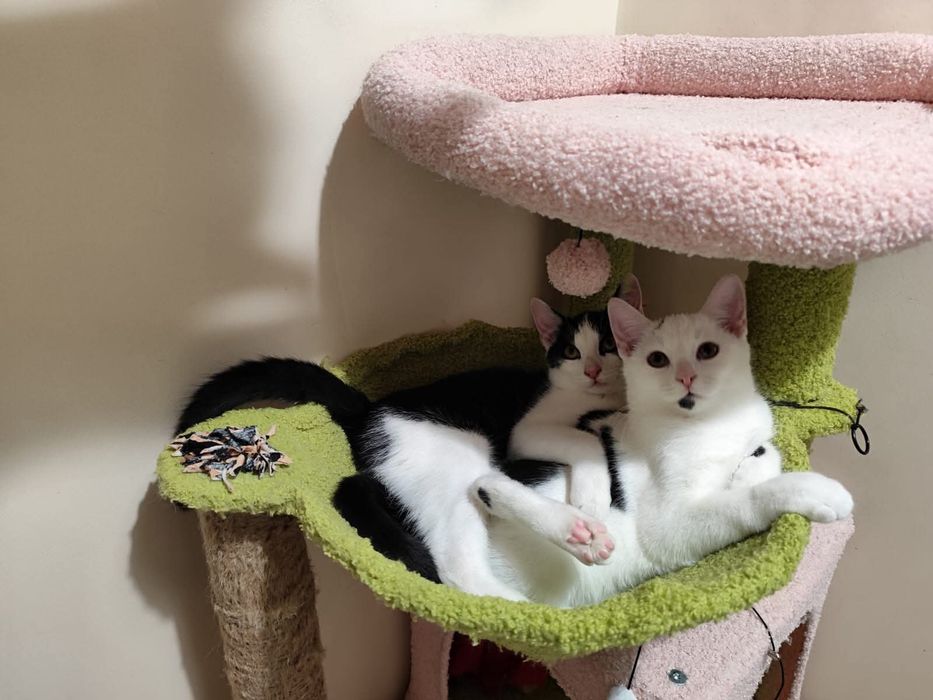 Cudowne rodzeństwo szuka wspólnego domu