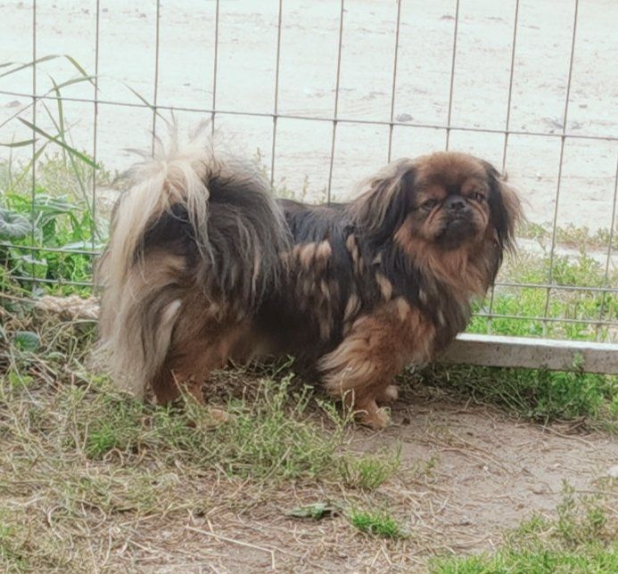 Gucio,pekińczyk szuka domu