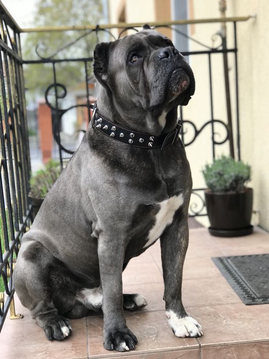 Кане Корсо ( злучка )