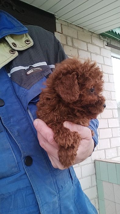 Шикарний хлопчик тойчик