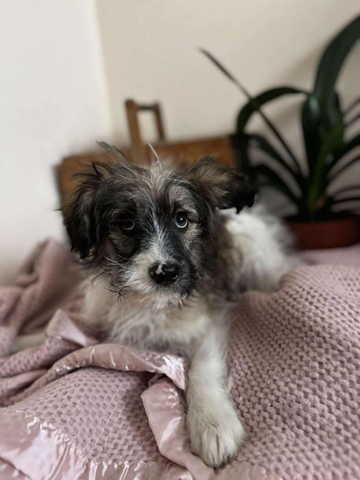 Śliczna sunia do Adopcji