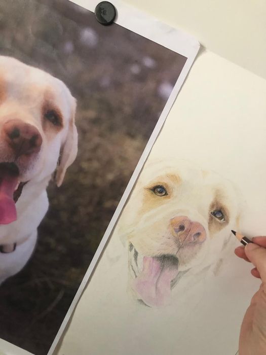 Pet portrait / retrato animal