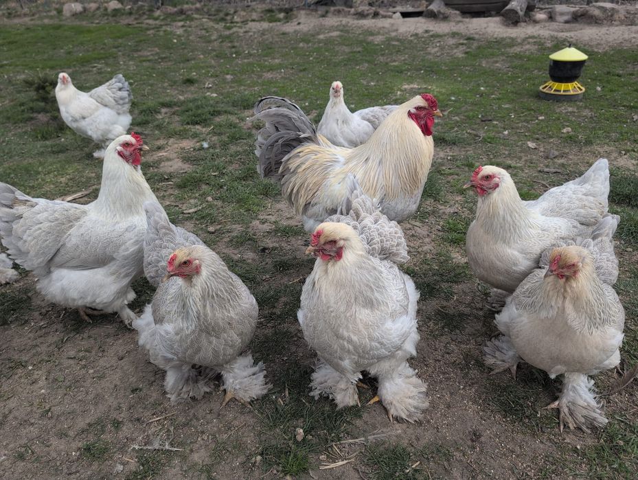 Jaja lęgowe brahma olbrzymia