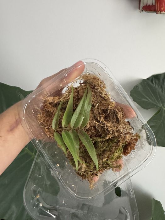 Hoya leucantha w ukorzenianiu