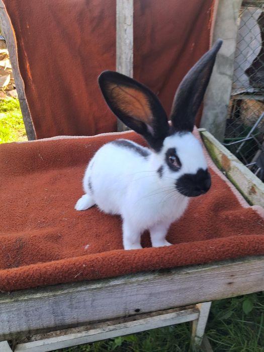 Німецький строкатий велетень,німецький строкач,кролі,кролики.