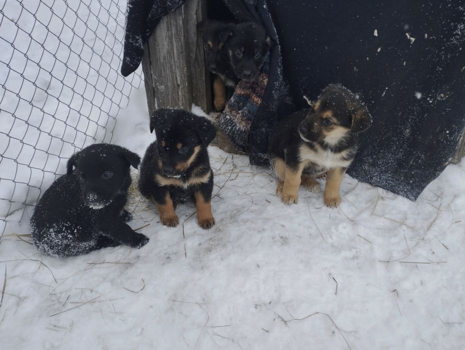 "Китайські" овчарки (вівчарки) (мама овчарка, тато не відомо хто)