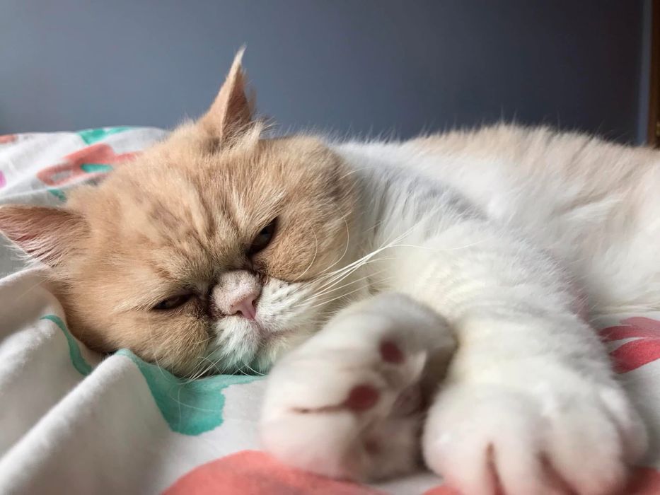 Dog Walking e Pet Sitting