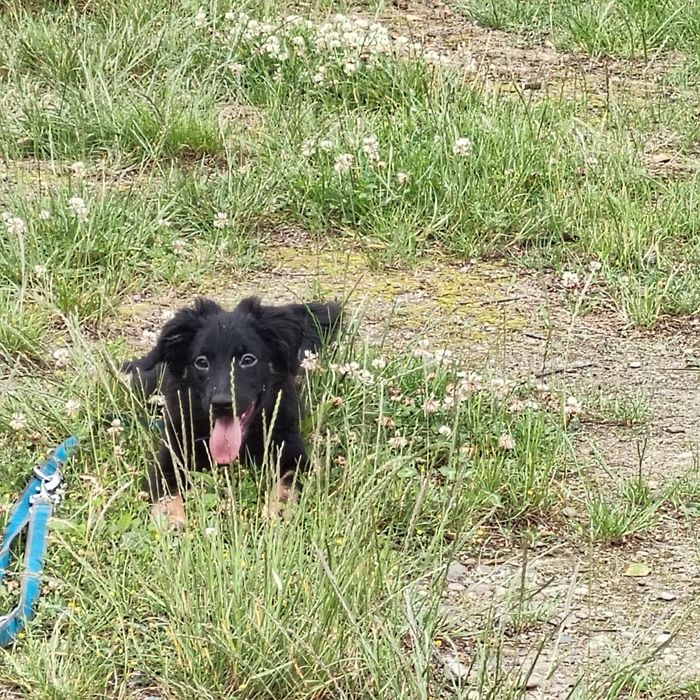 Pieski Szukają Domu