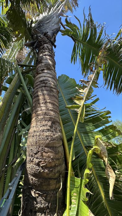 Ravenala madagascariensis* árvore-do-viajante* - Exemplares