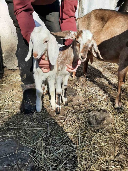 Продаються козинята англонубійські