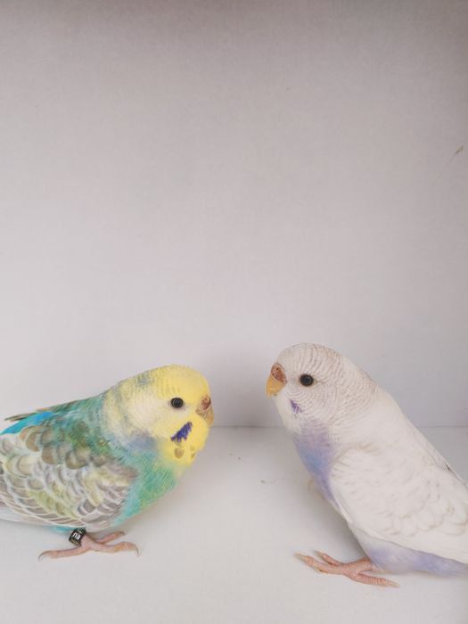 Sprzedam papugi faliste