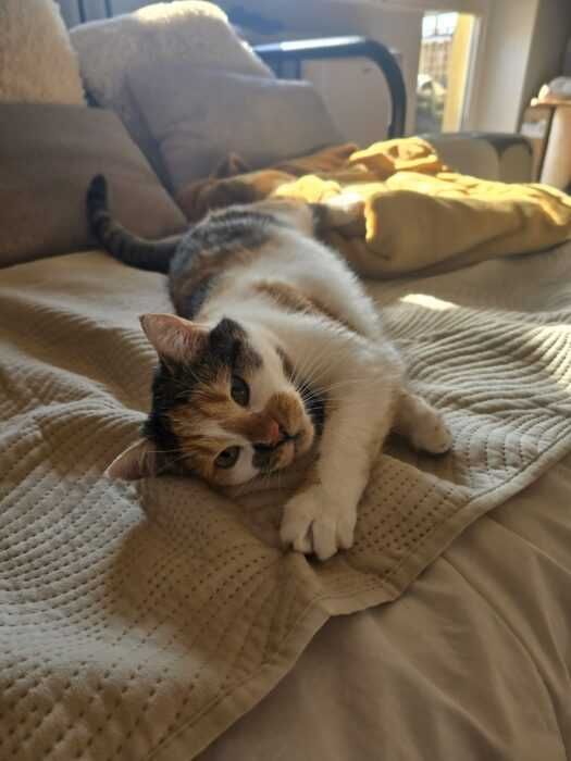 Fala i Charlotte - kotki, koty do adopcji