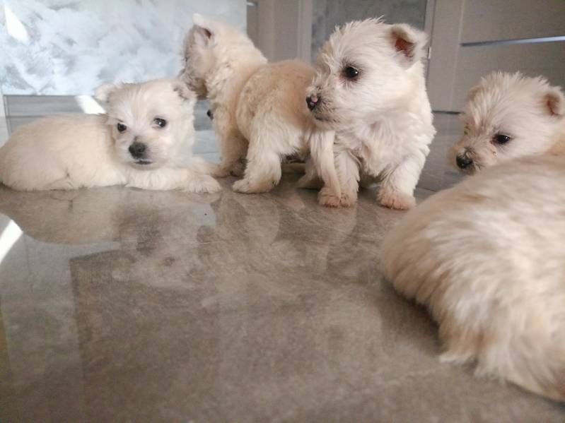 West Highland White Terrier gotowe do odbioru