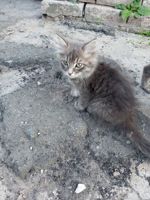 Отдам котят в добрые руки срочно