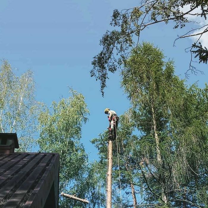 Wycinka drzew, pielęgnacja